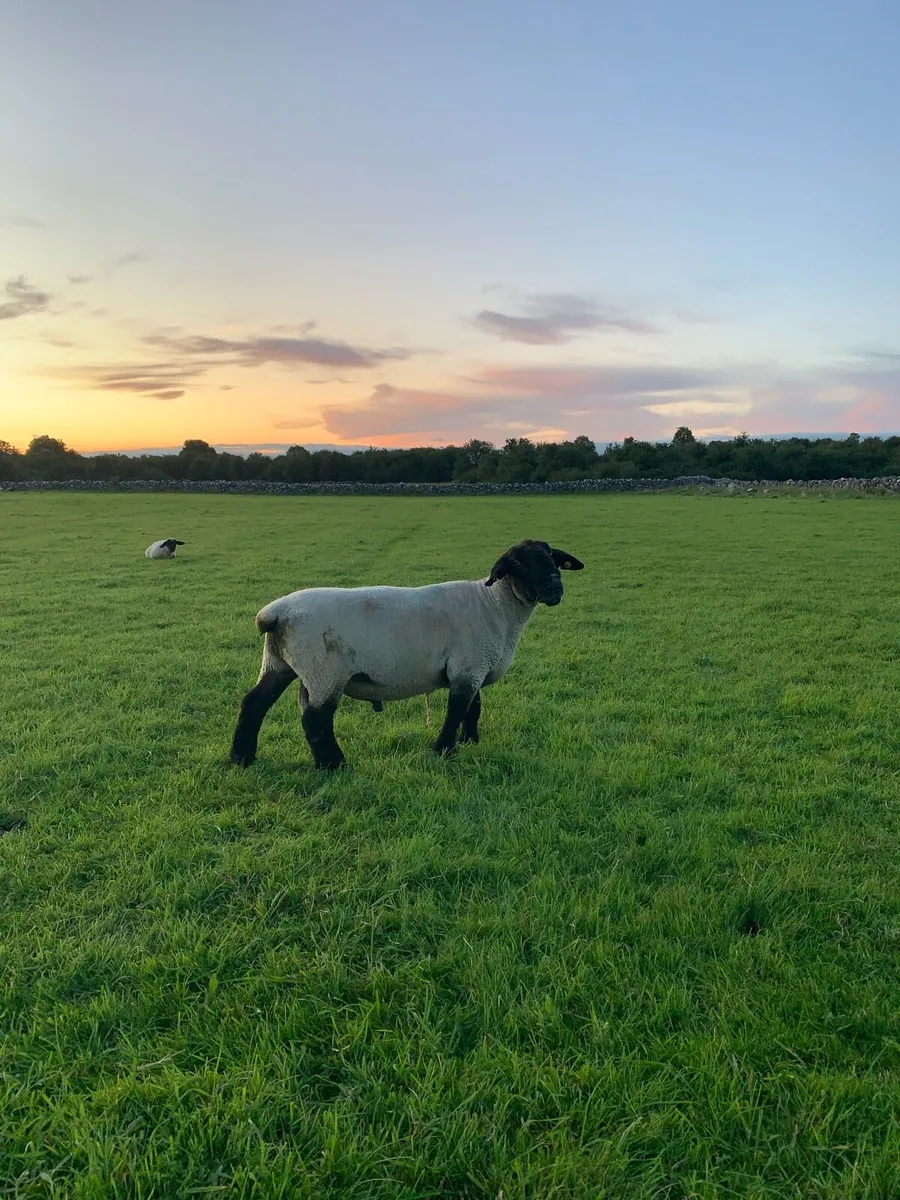 PB Suffolk Ram - Image 1