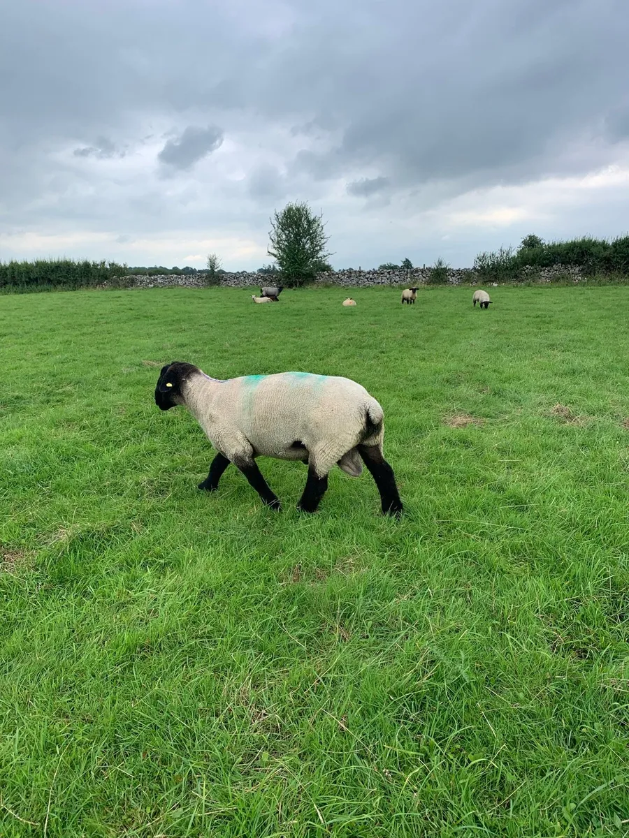 PB Suffolk Ram - Image 2