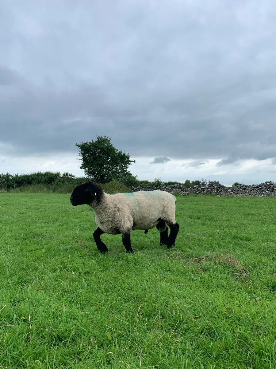 PB Suffolk Ram - Image 3