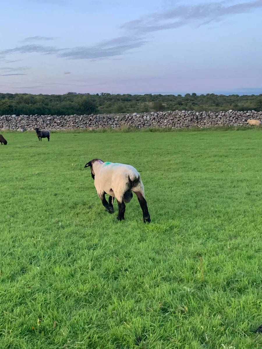 PB Suffolk Ram - Image 4