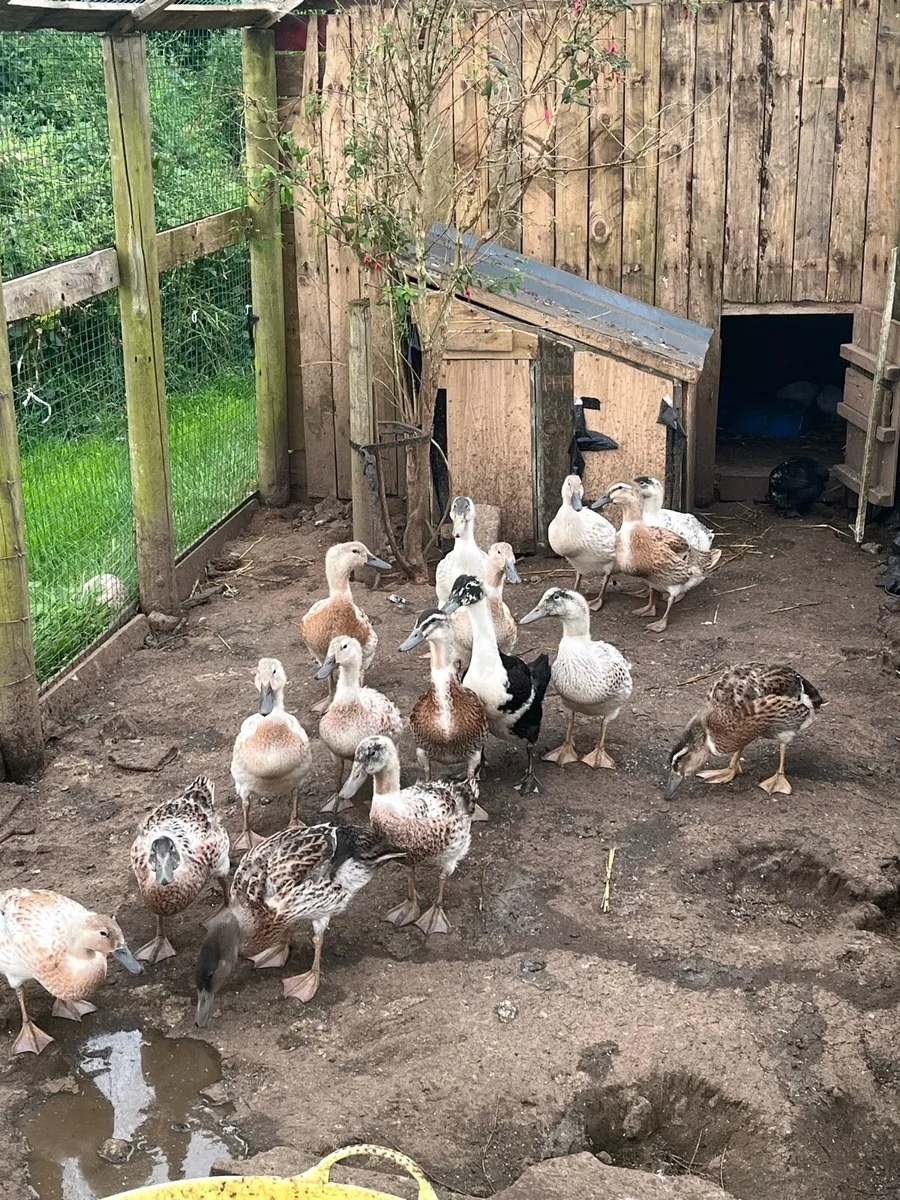Ducks and chickens - Image 1
