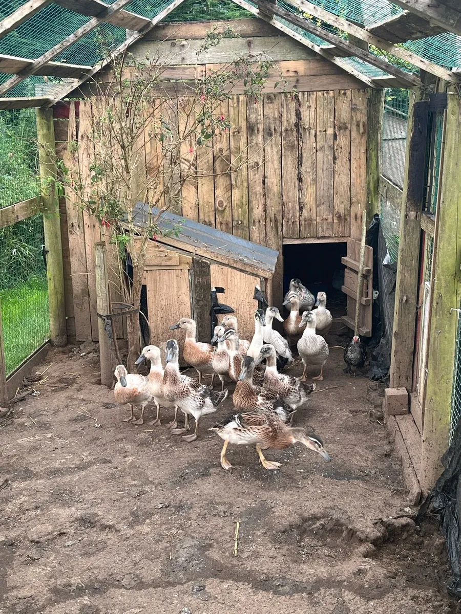 Ducks and chickens - Image 2