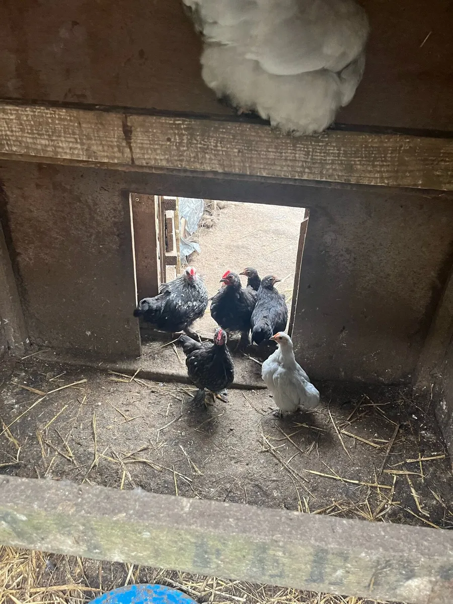 Ducks and chickens - Image 3