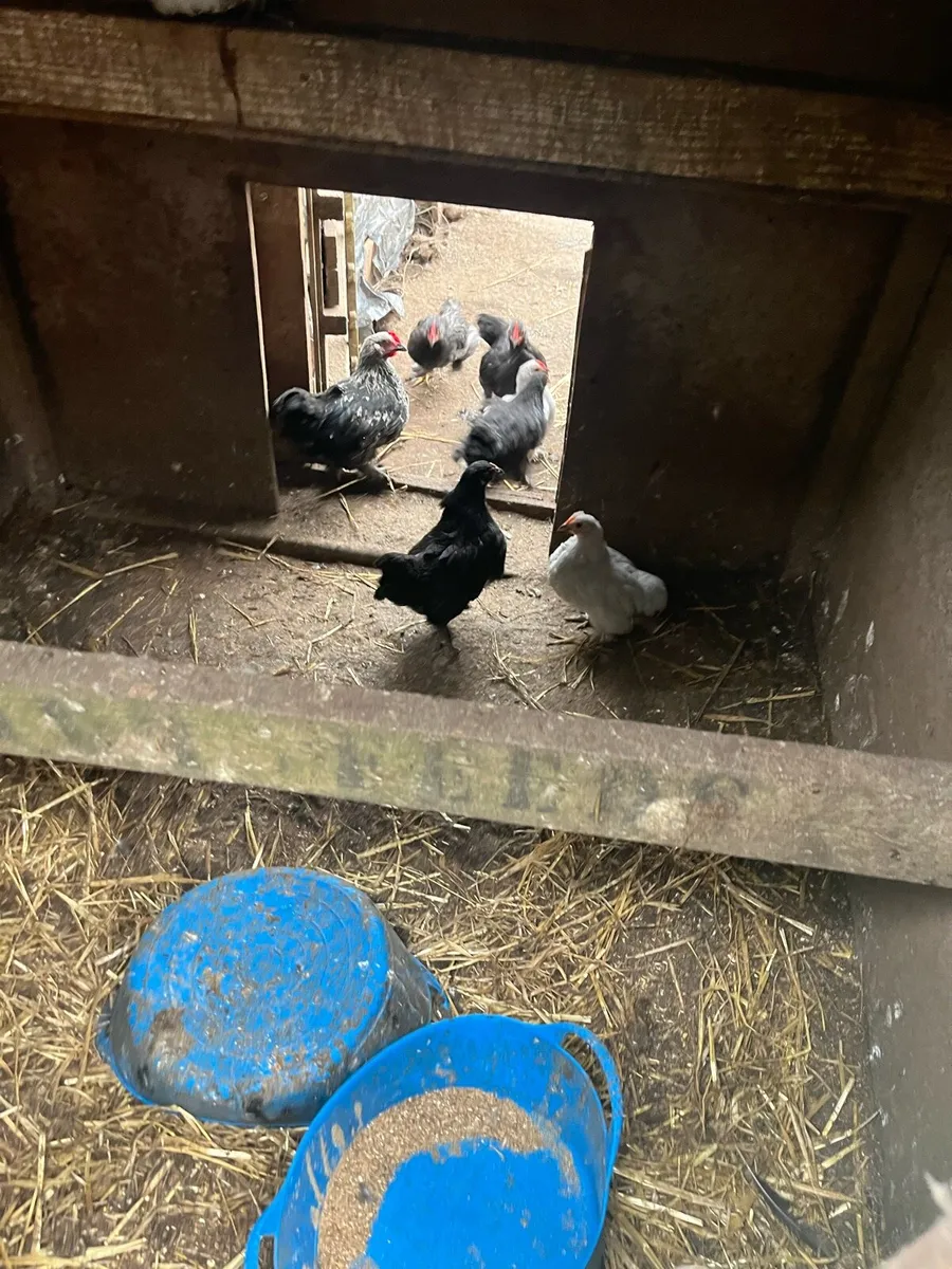 Ducks and chickens - Image 4