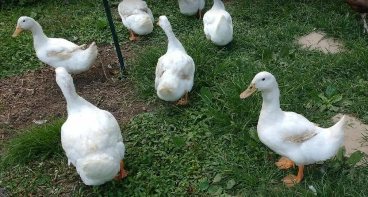 FREE Collection –Pure Breed Roosters, Hens & Ducks - Image 2