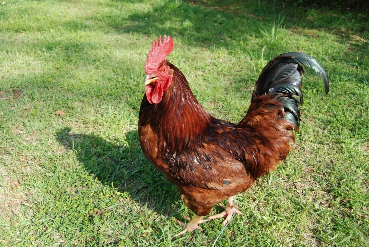 FREE Collection –Pure Breed Roosters, Hens & Ducks - Image 3
