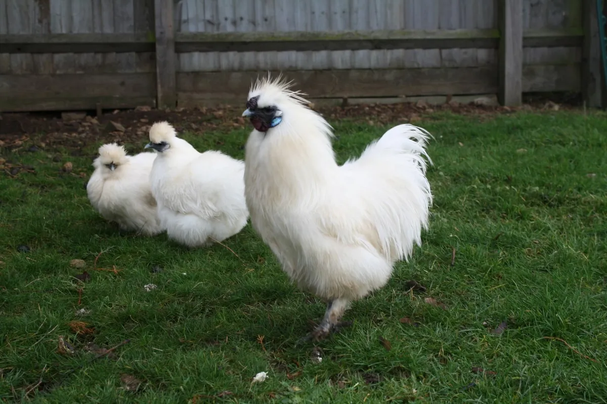 FREE Collection –Pure Breed Roosters, Hens & Ducks - Image 1