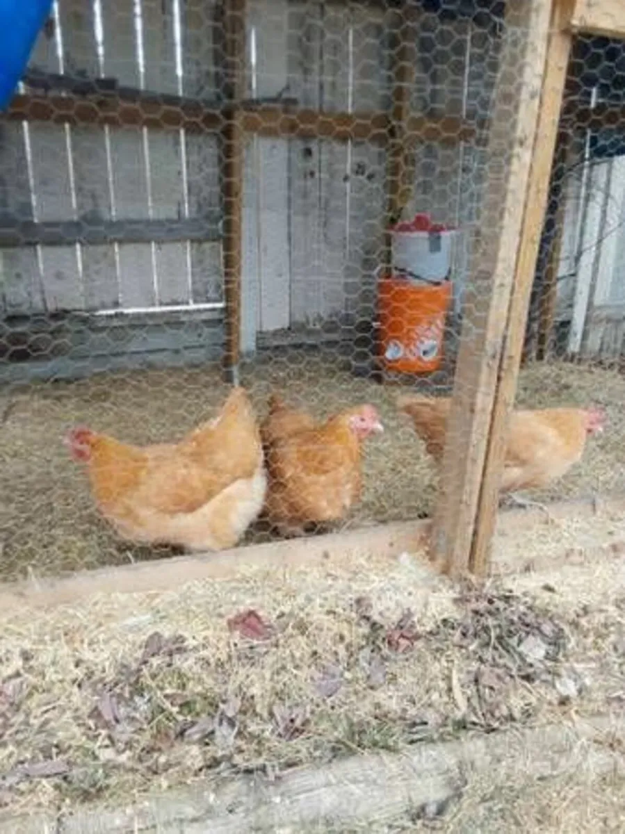 FREE Collection –Pure Breed Roosters, Hens & Ducks - Image 4