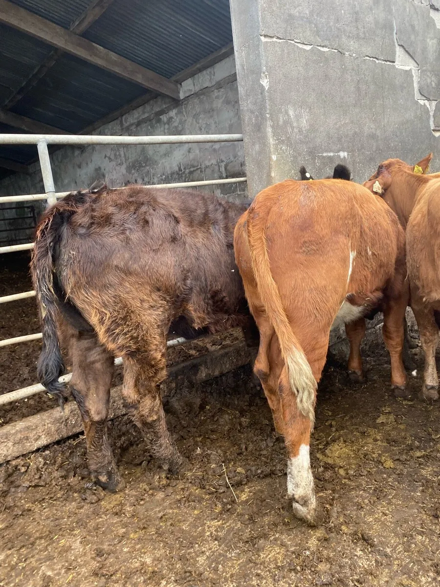 6 super limousine heifers - Image 2