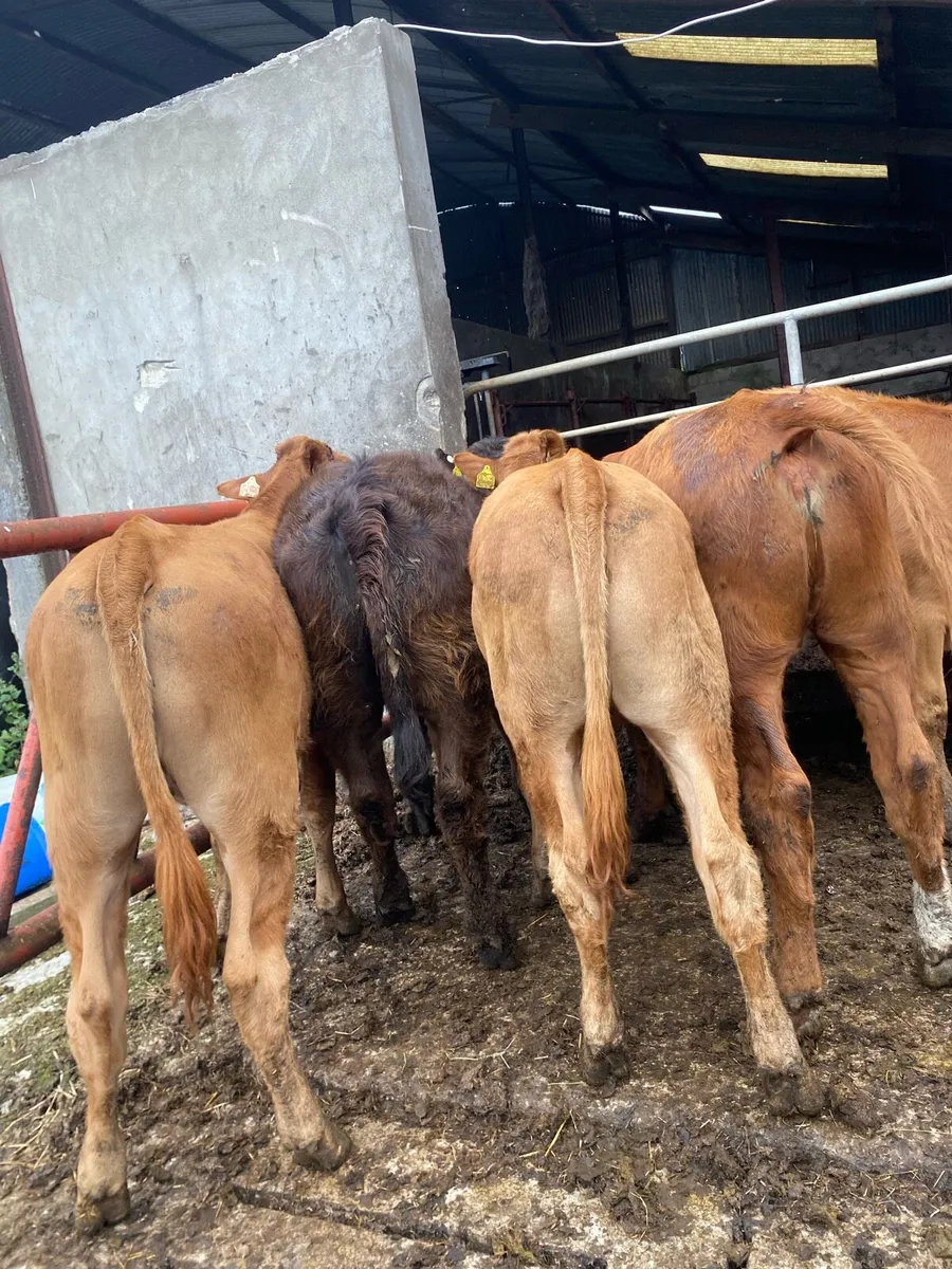 6 super limousine heifers - Image 3