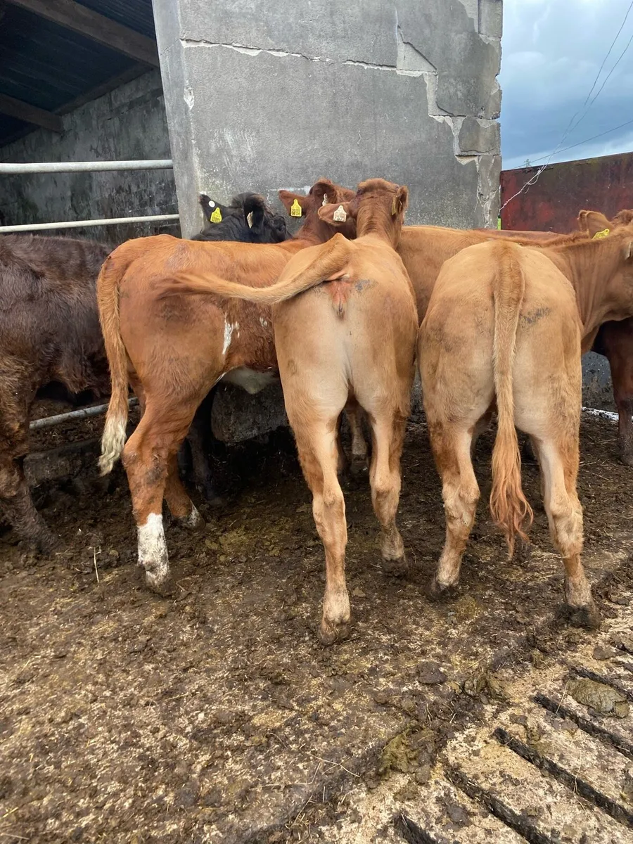 6 super limousine heifers - Image 4