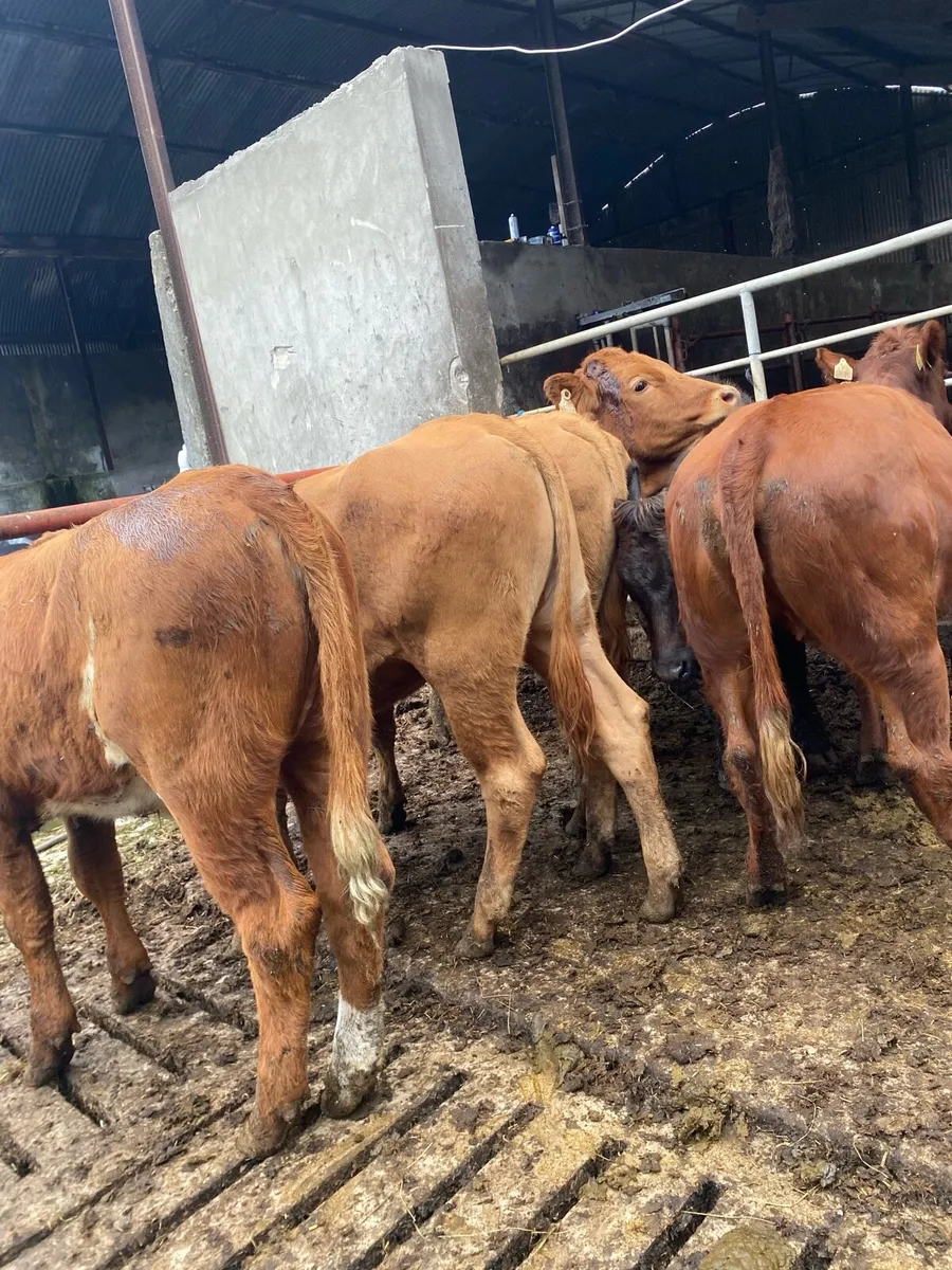6 super limousine heifers - Image 1