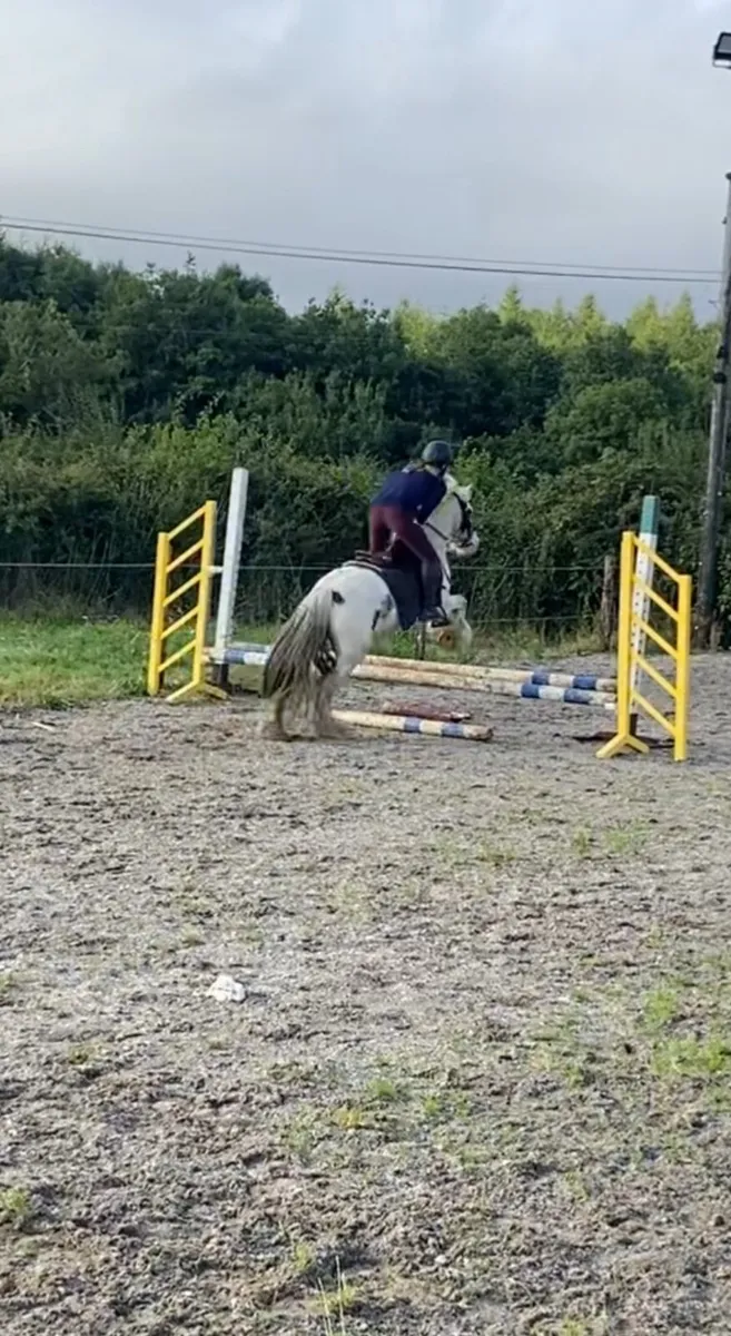Pony - Image 4