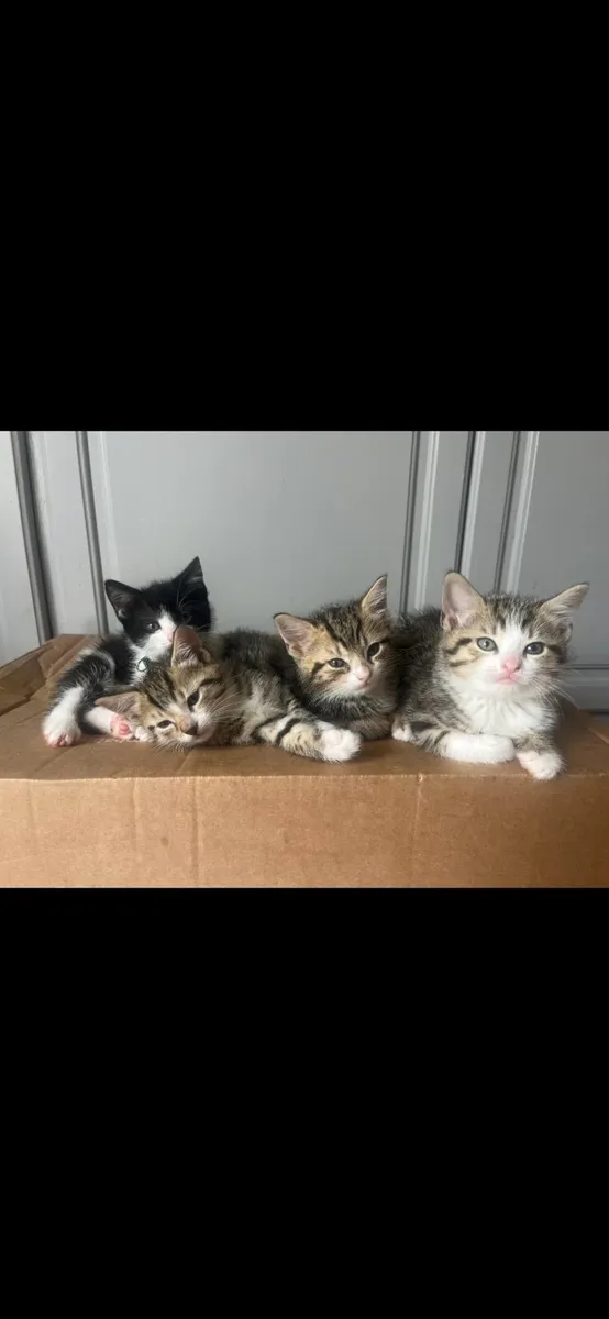 Kittens - Image 1