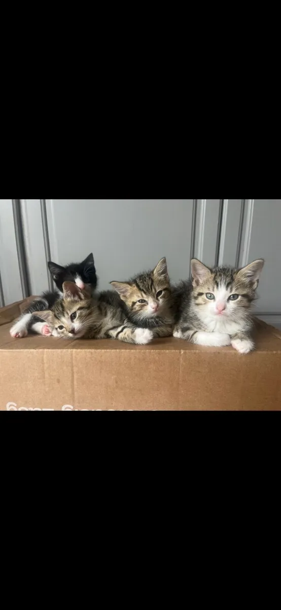 Kittens - Image 2