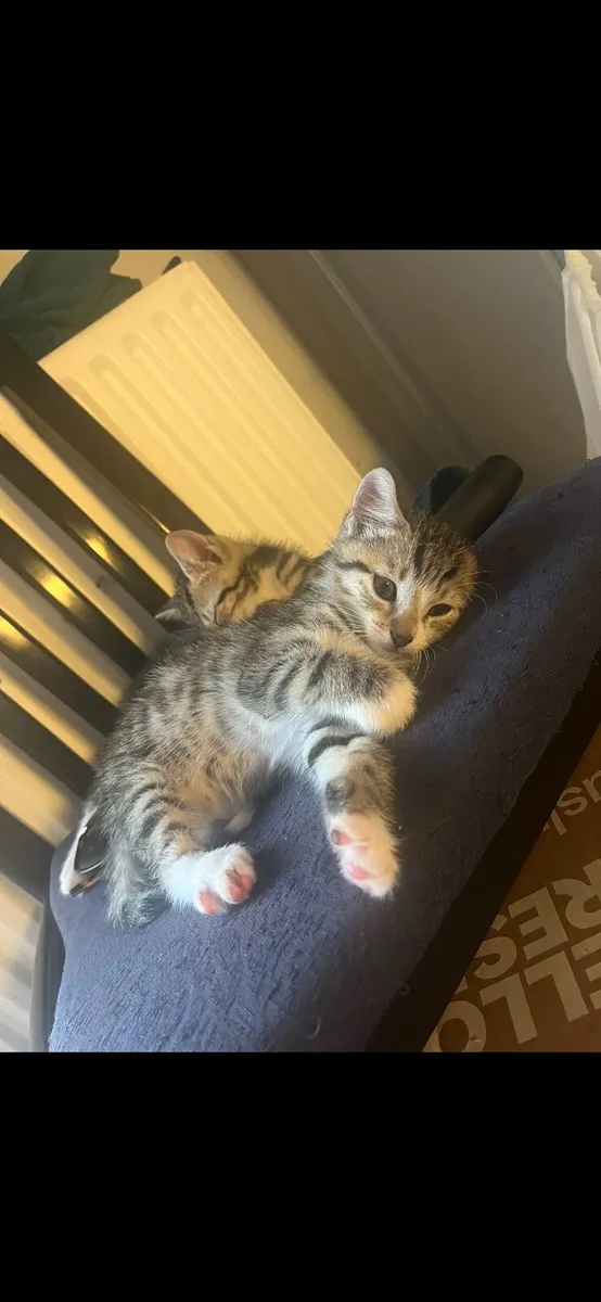Kittens - Image 3