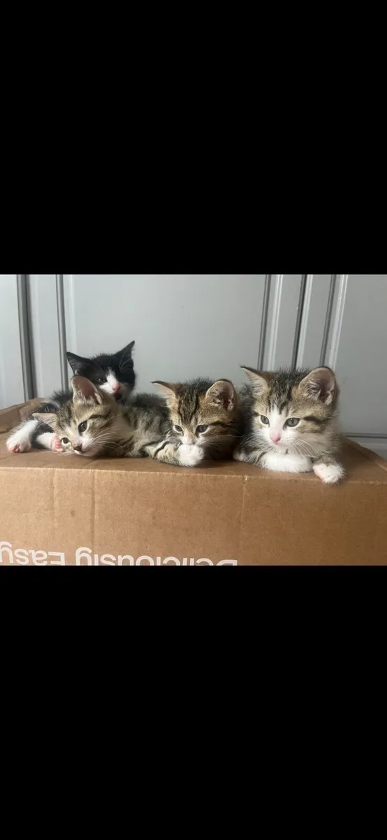Kittens - Image 4