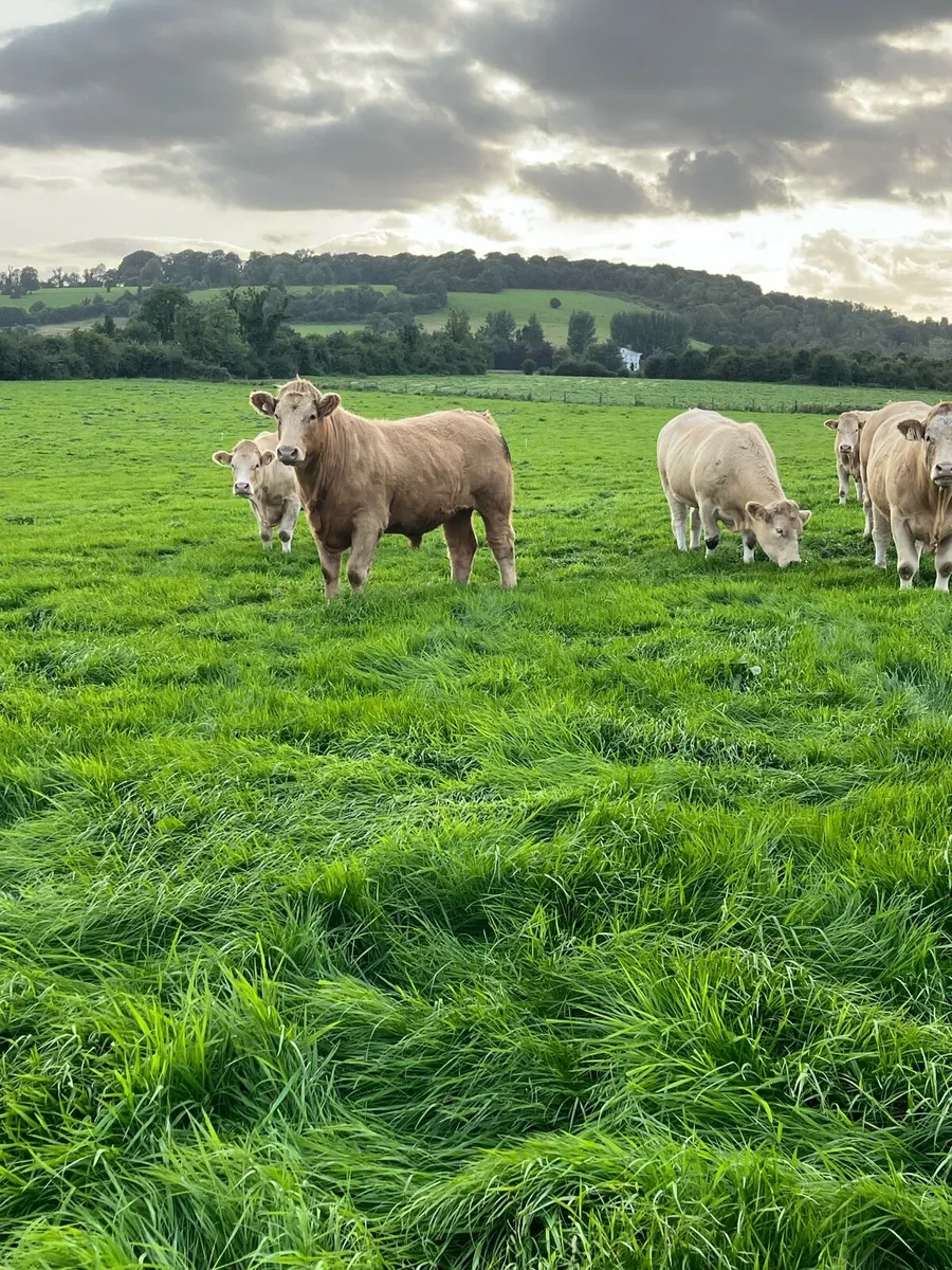 Bullocks - Image 1