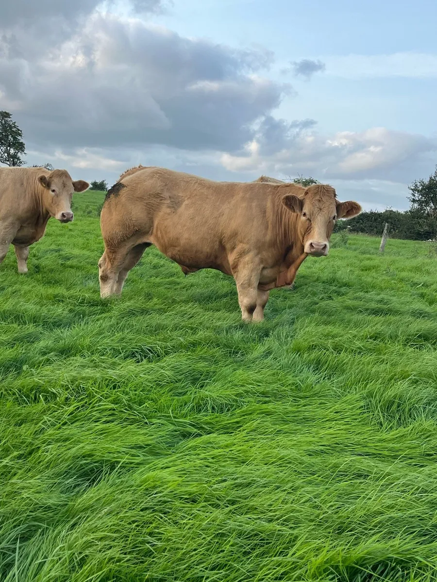 Bullocks - Image 2