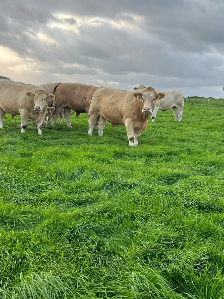 Bullocks - Image 3