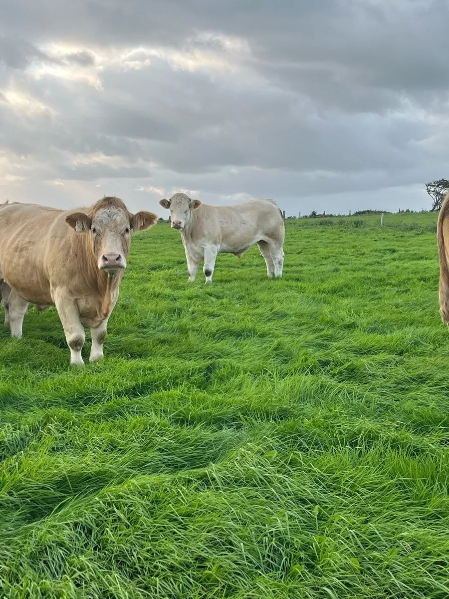 Bullocks - Image 4