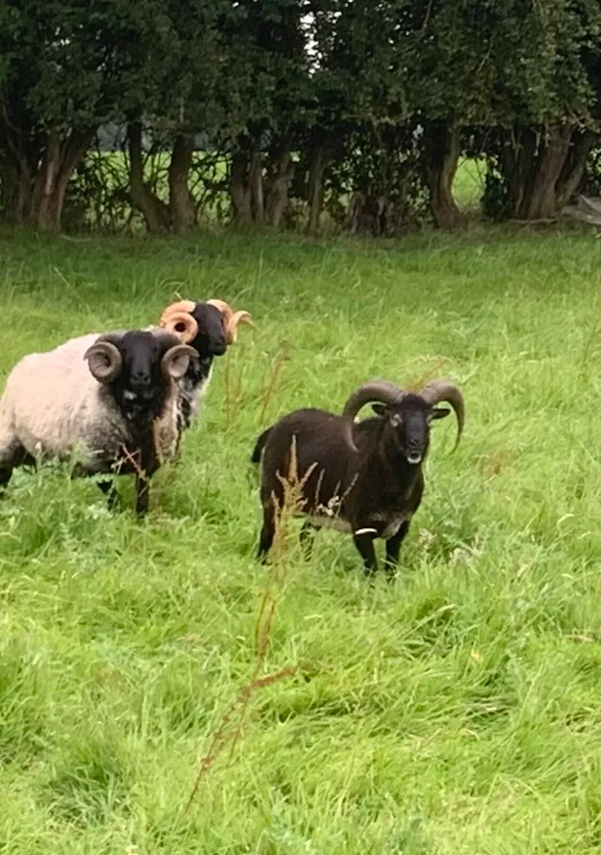 Soay hogget ram