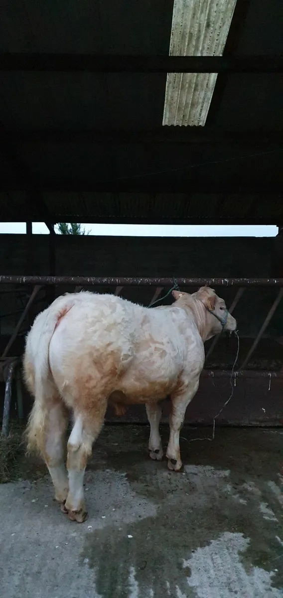 Heifer - Image 1