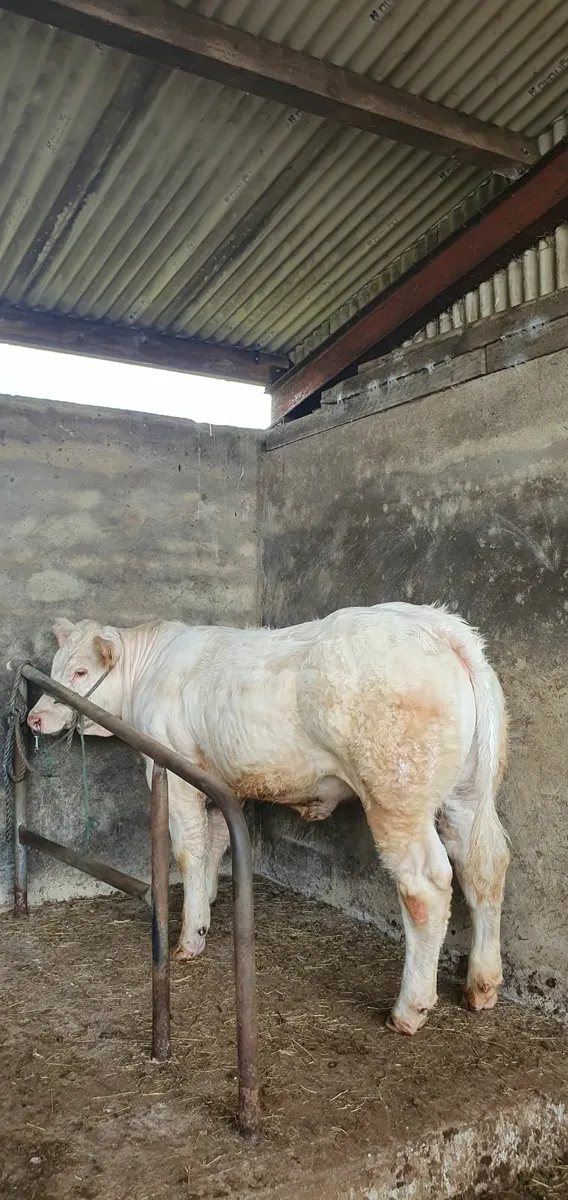 Heifer - Image 2