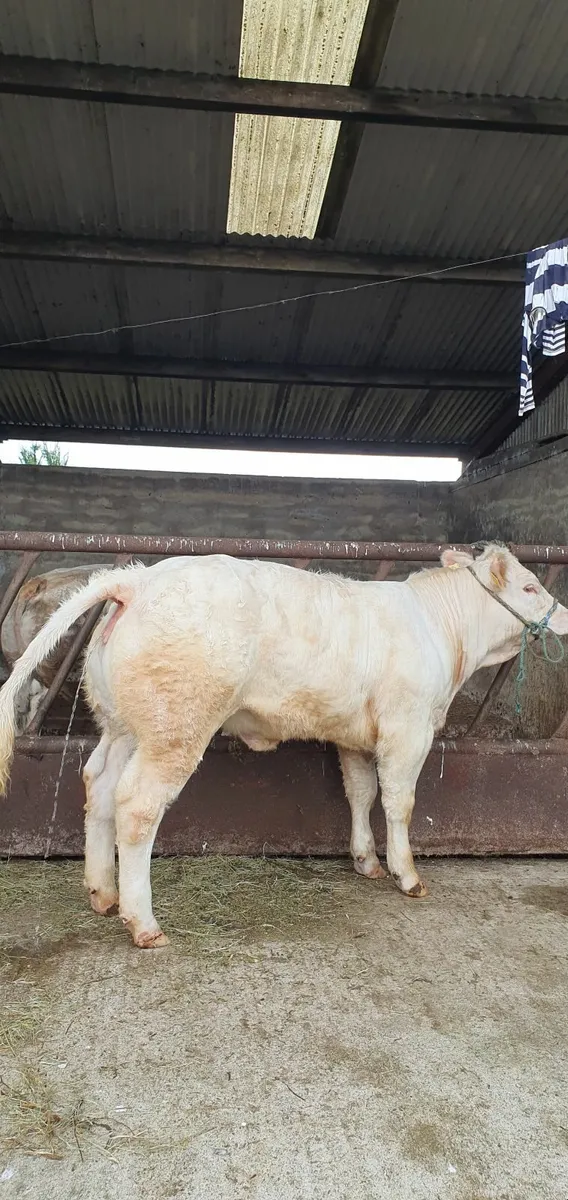 Heifer - Image 3
