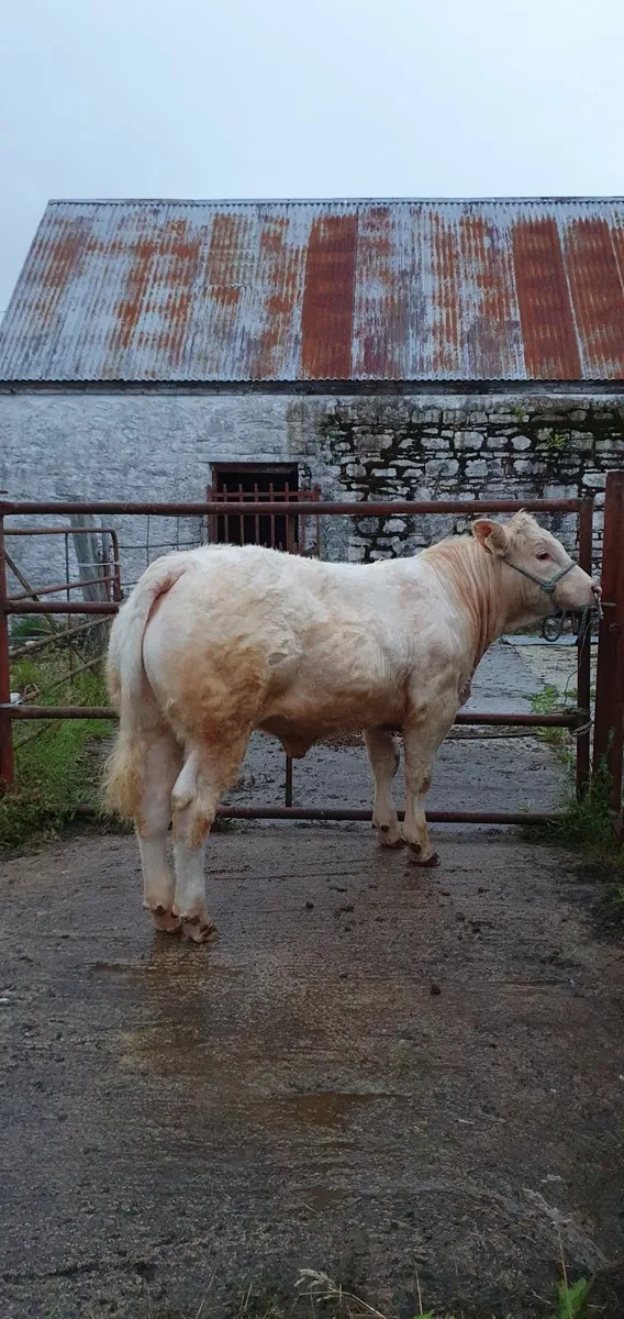 Heifer - Image 4