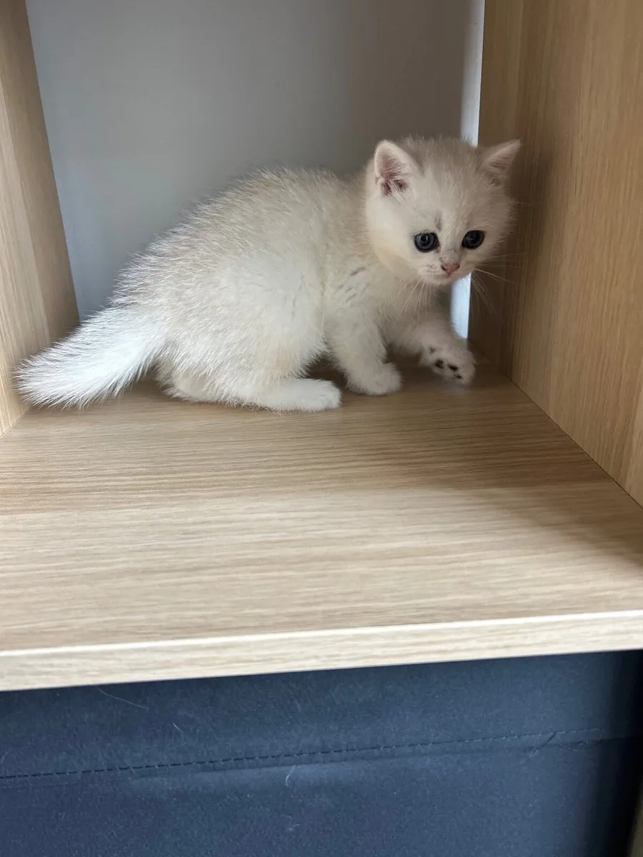 Kitten - Image 1