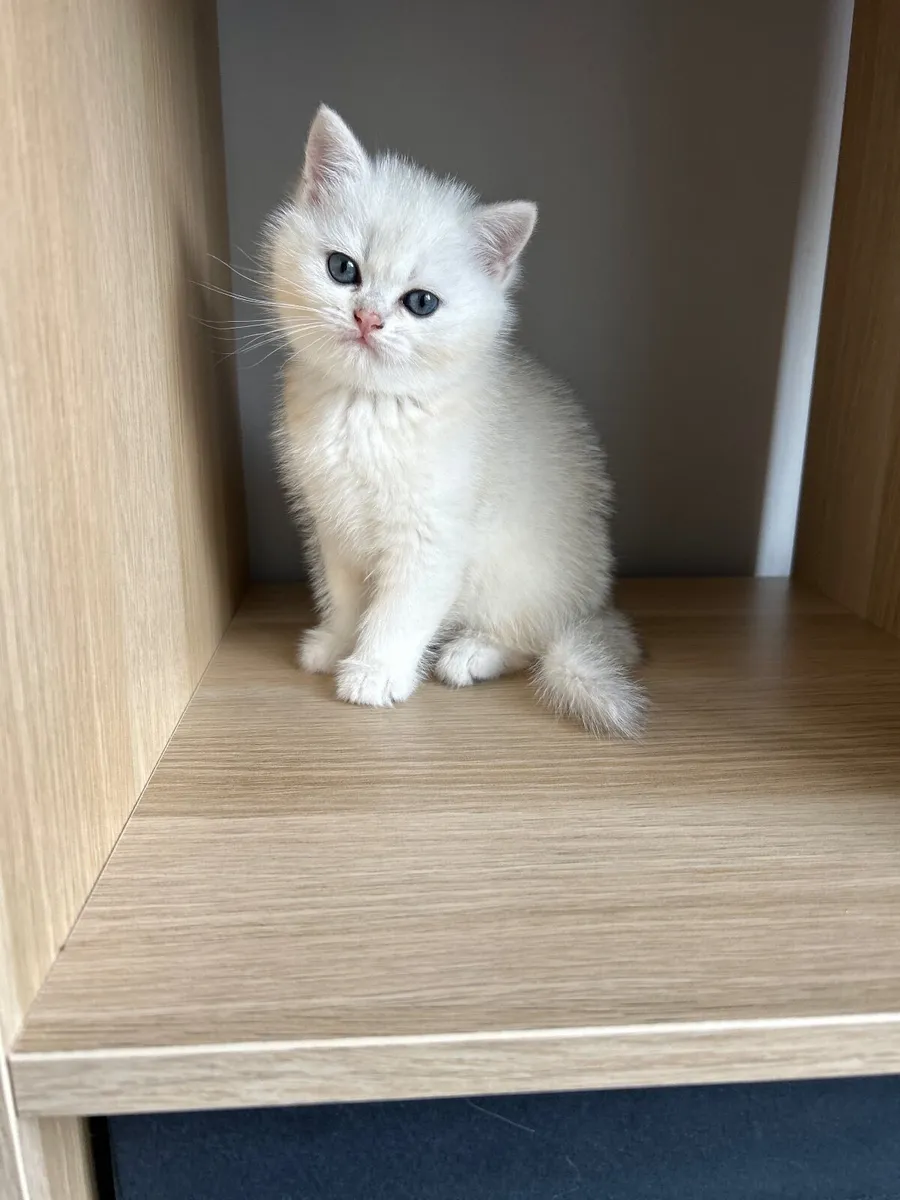 Kitten - Image 2