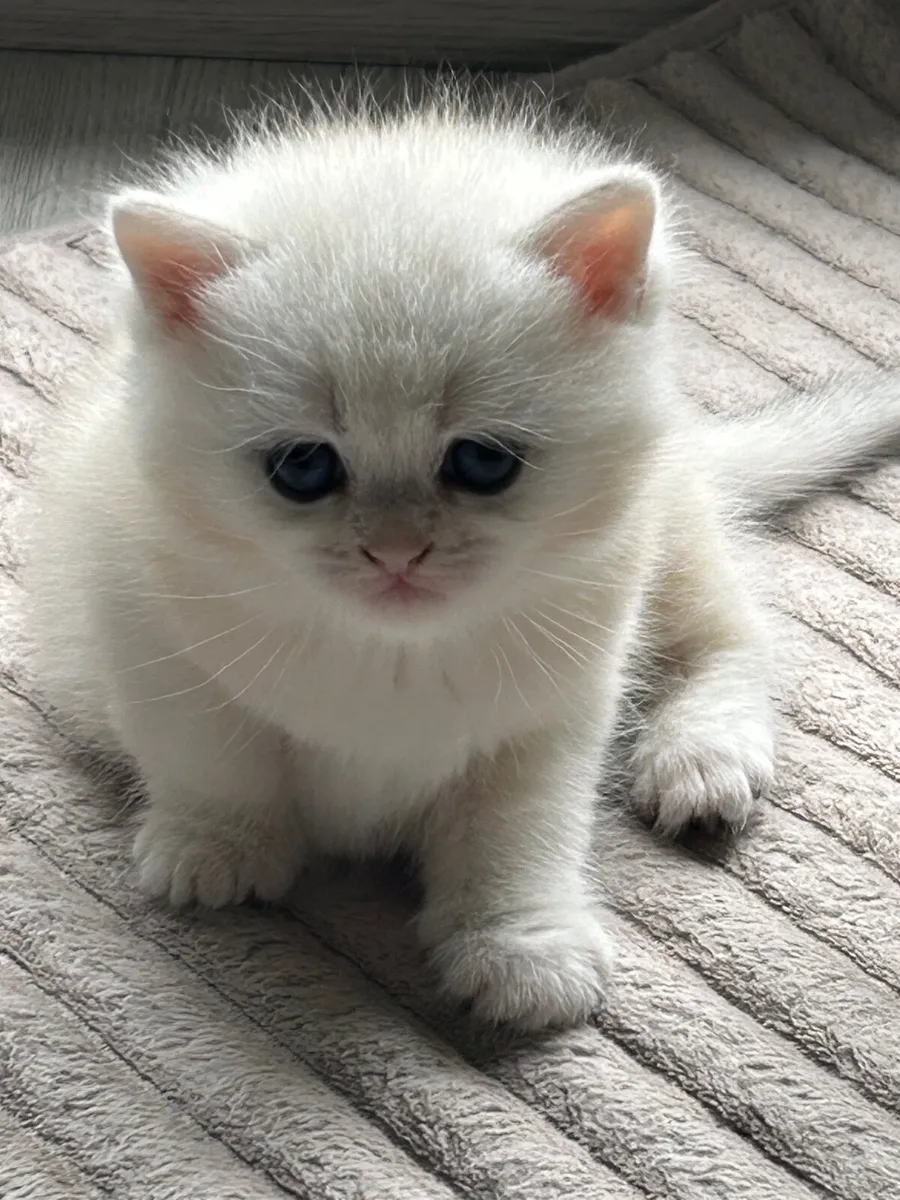 Kitten - Image 3