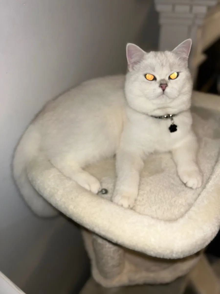 Kitten - Image 4