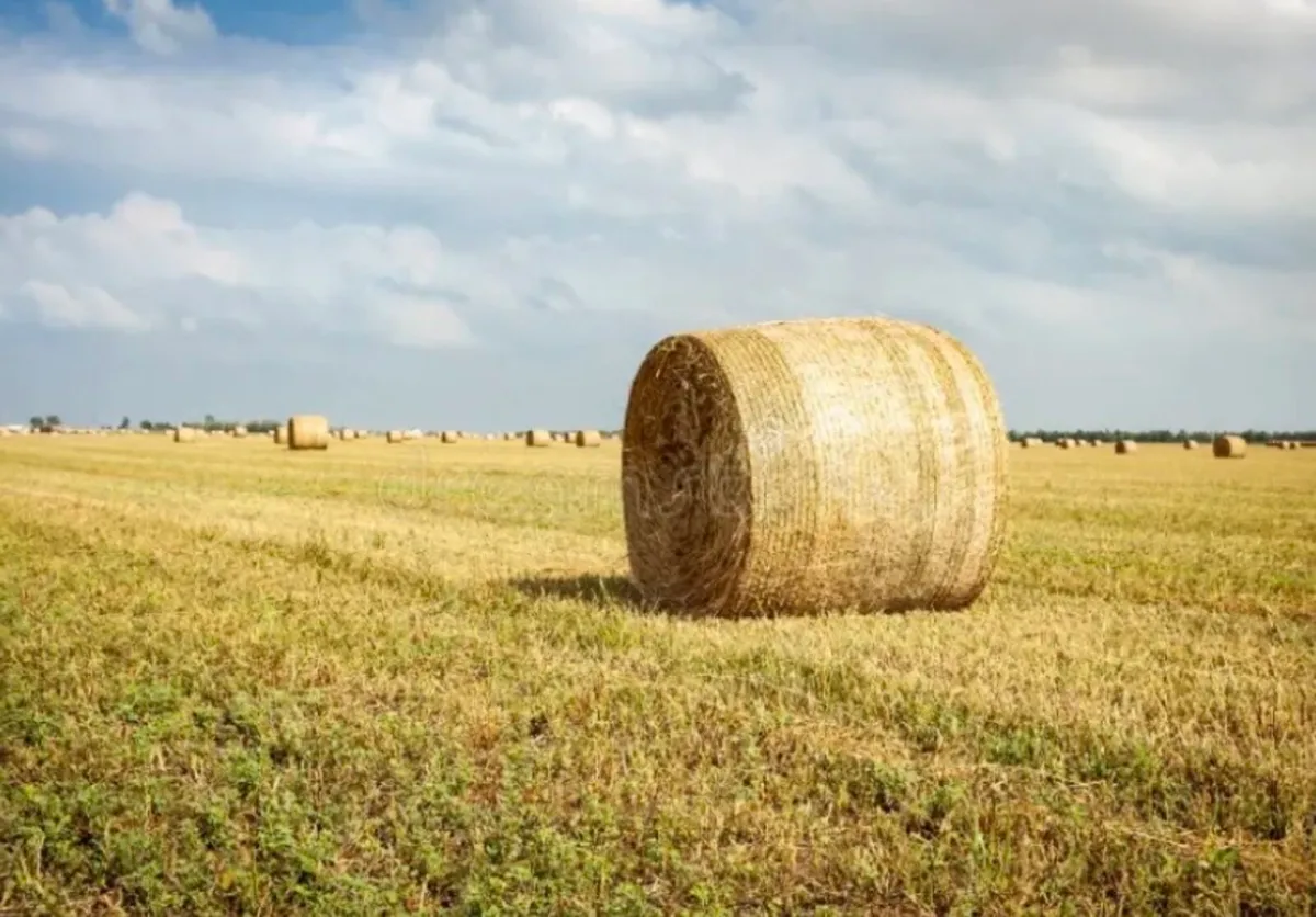FREE UNWRAPPED SILAGE BALES