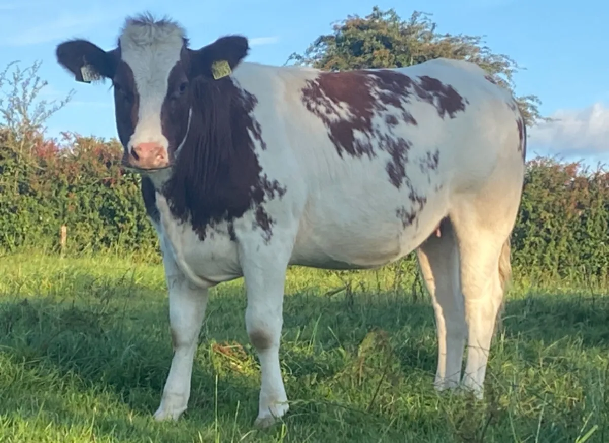 Super BB Breeding Heifer For Skibb Show And Sale - Image 1