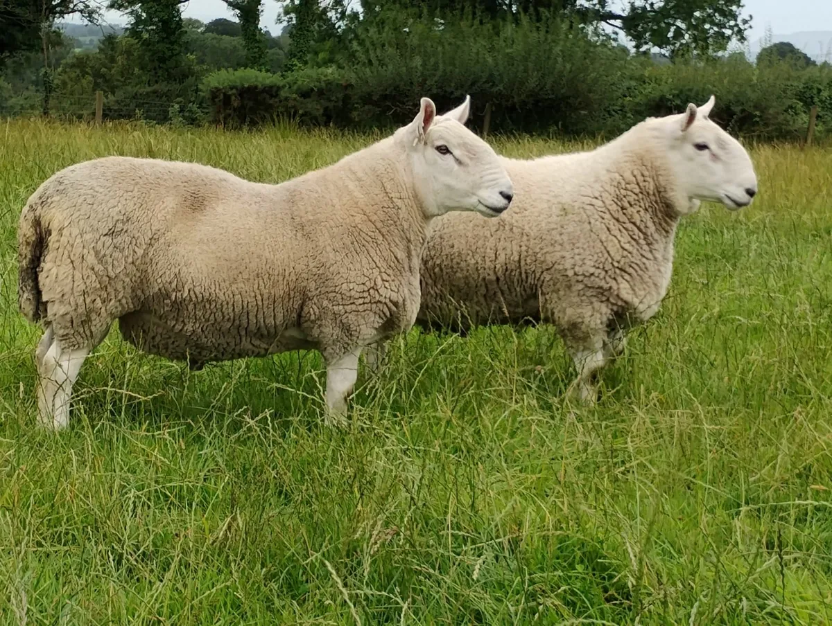 Pb North country Cheviot rams and 1 blue faced Lei - Image 2
