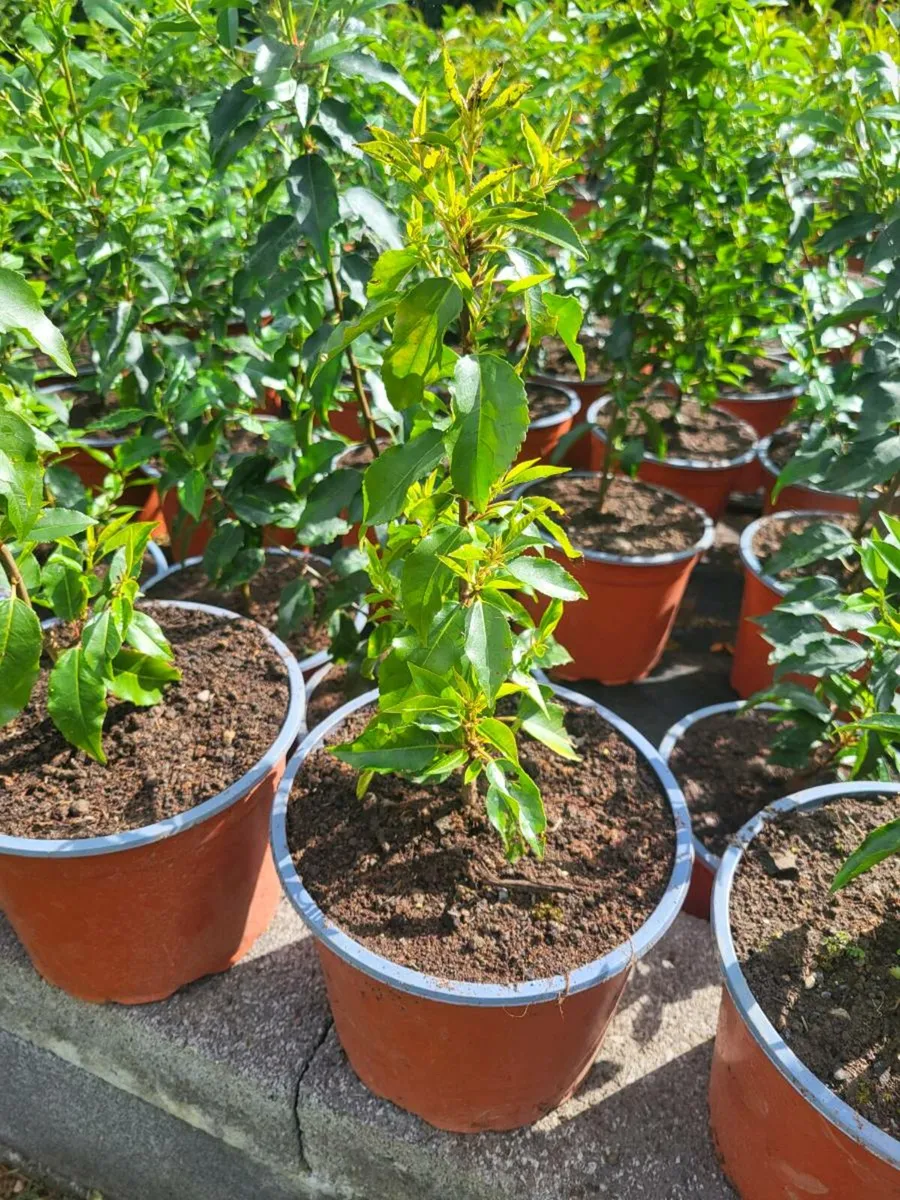 Portuguese Laurel (Prunus Lusitanica) - Image 1