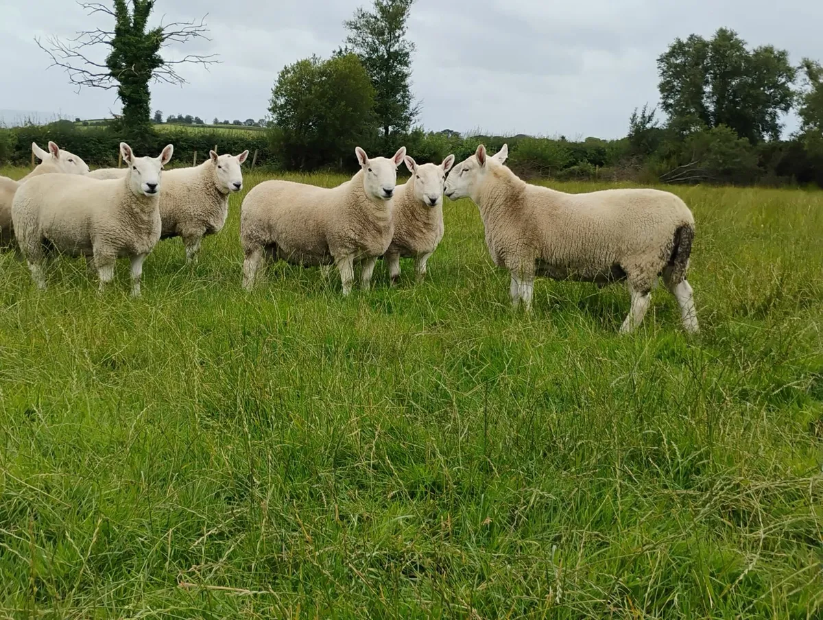 Pb North country Cheviot rams and 1 blue faced Lei - Image 3
