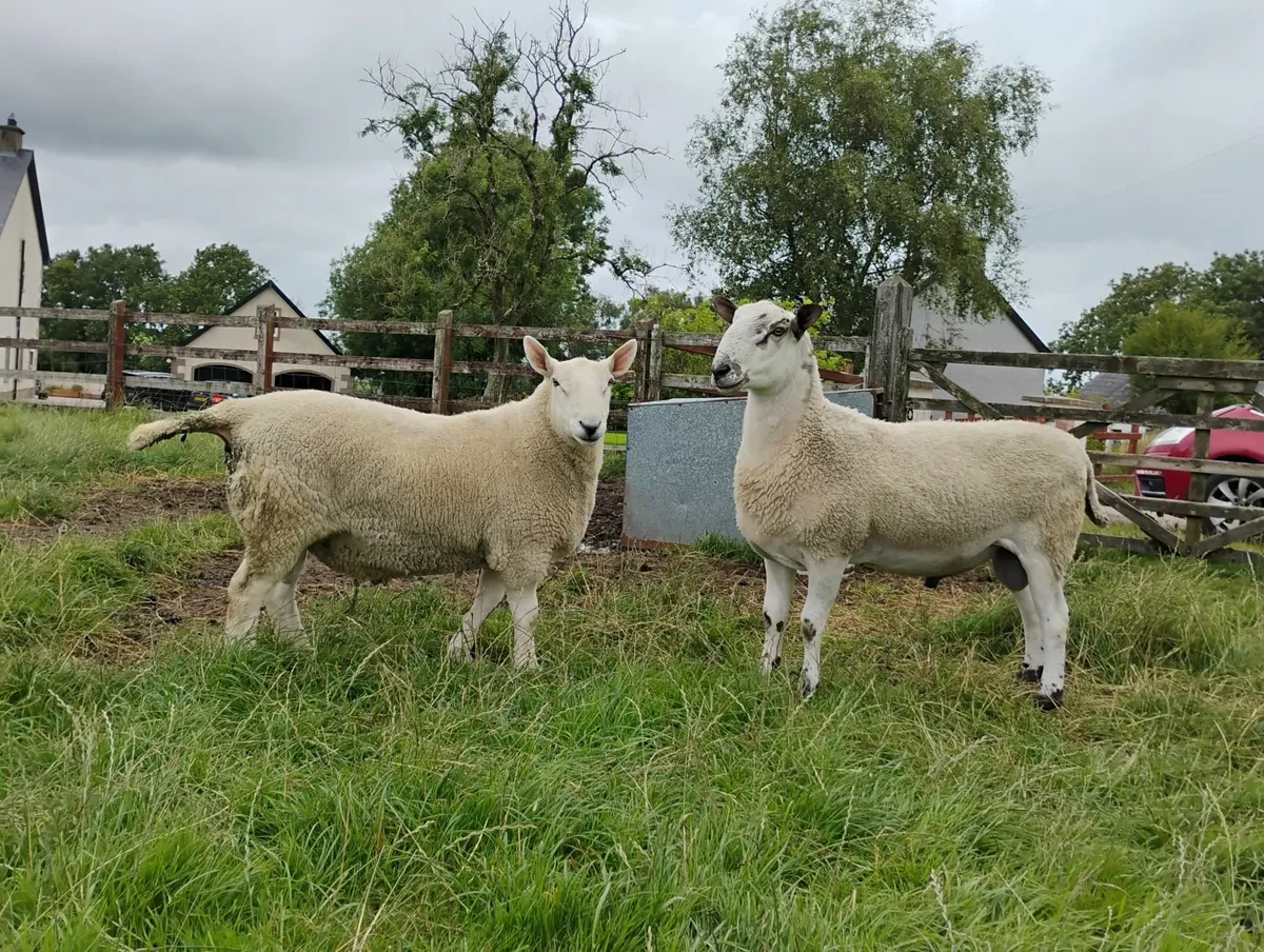 Pb North country Cheviot rams and 1 blue faced Lei - Image 1