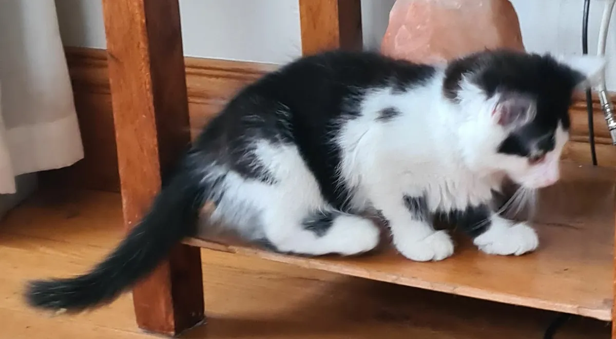 Cute Kittens - Image 1