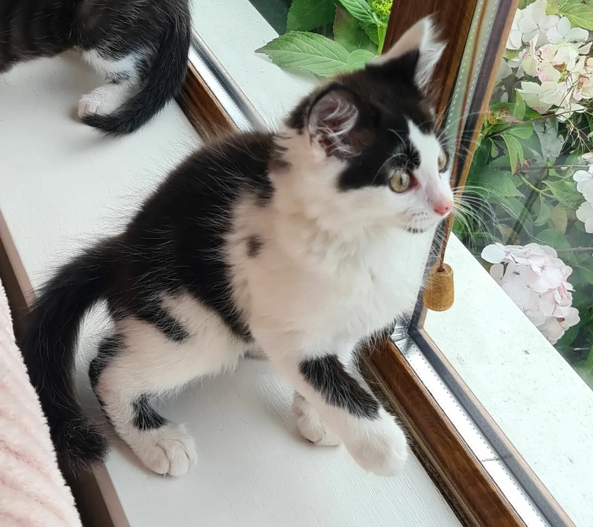 Cute Kittens - Image 2