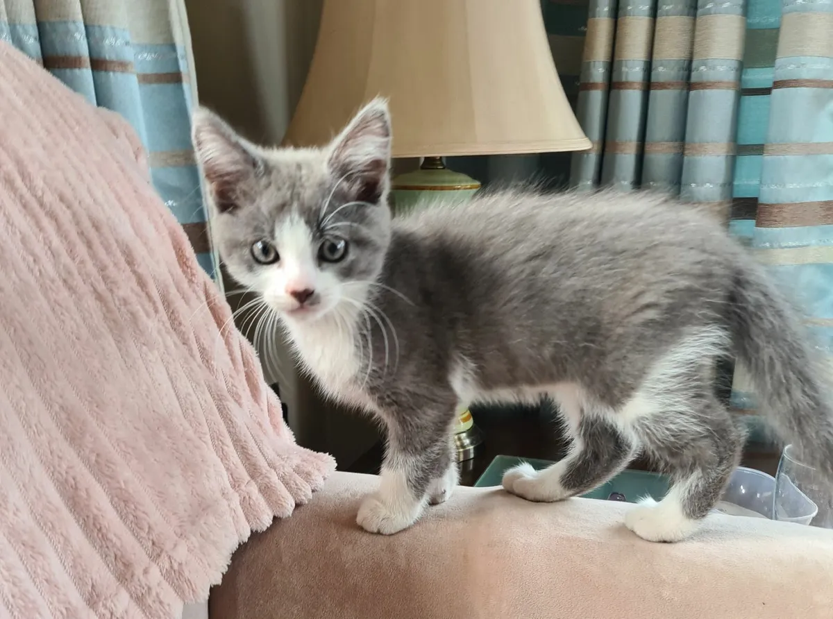 Cute Kittens - Image 4