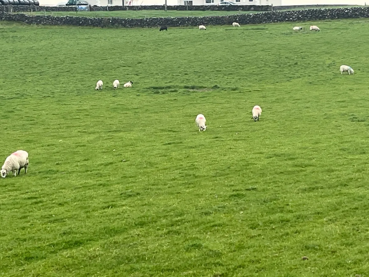60 Store lambs - Image 2