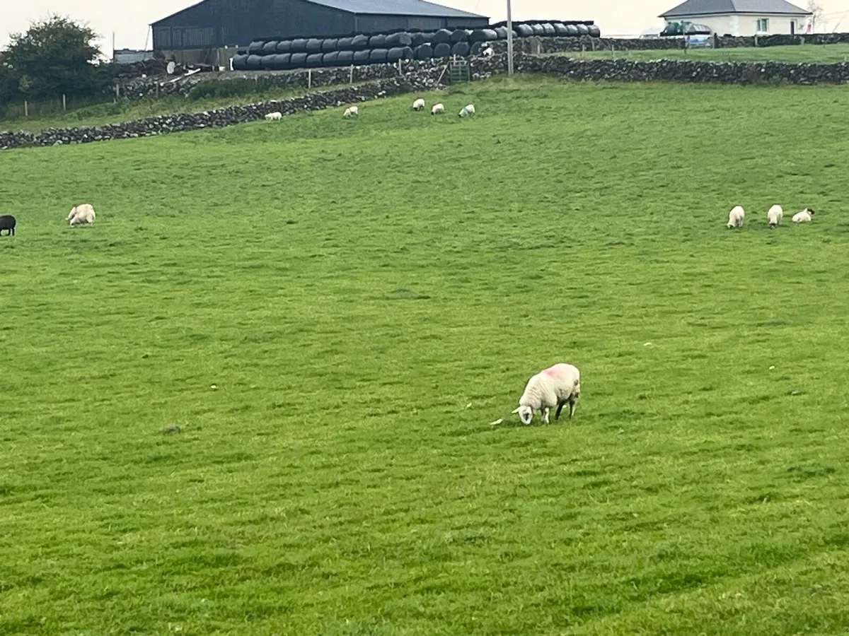 60 Store lambs - Image 3