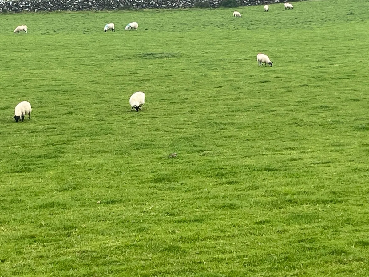 60 Store lambs - Image 4