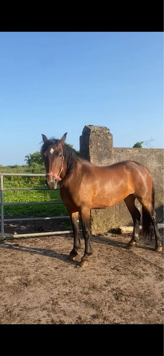 3 yo mare - Image 1