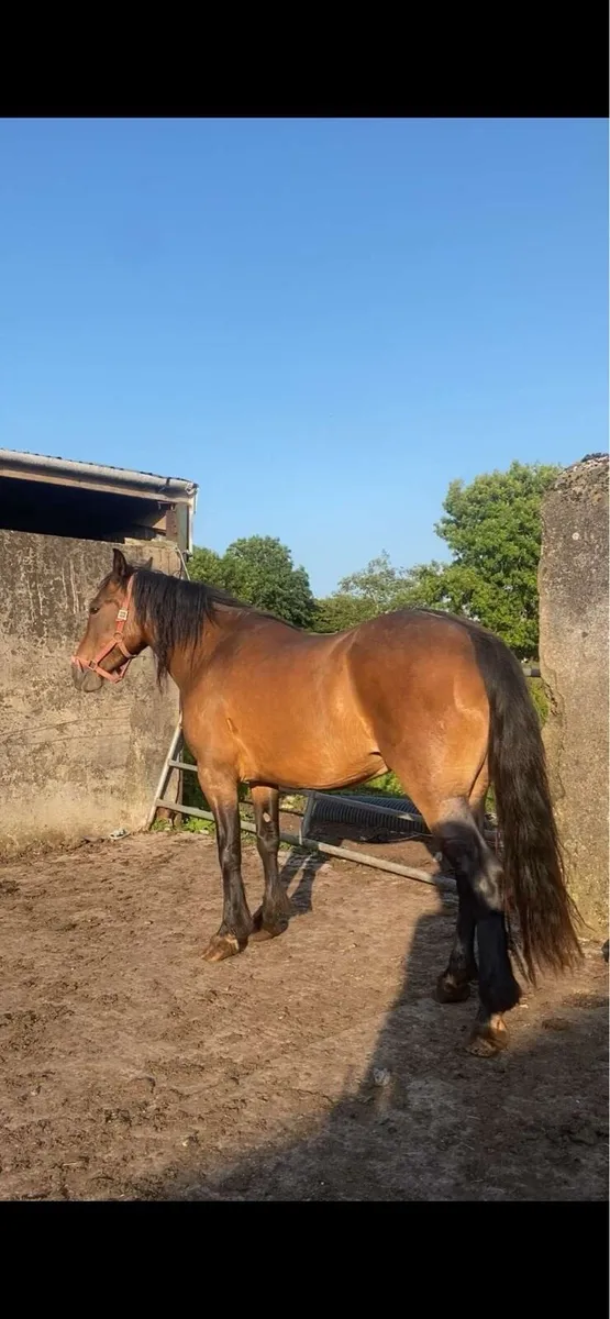 3 yo mare - Image 2