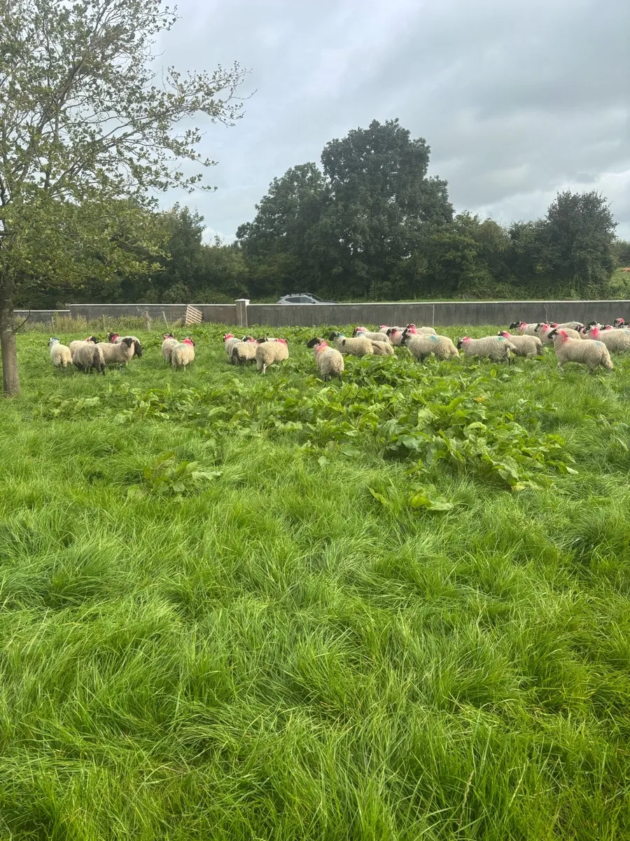 Ram Lambs for sale - Image 1