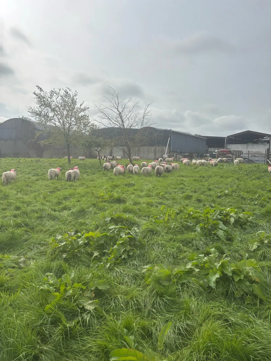 Ram Lambs for sale - Image 2